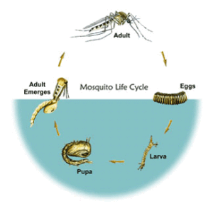 General Information – Warren County Mosquito Commission